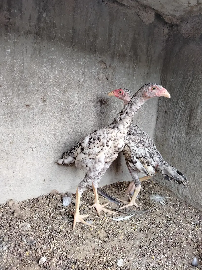Pure Shamo Pair | Extreme Height & Chibra Color | Pure Breed — photo 7