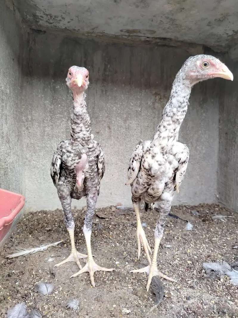 Pure Shamo Pair | Extreme Height & Chibra Color | Pure Breed — photo 8
