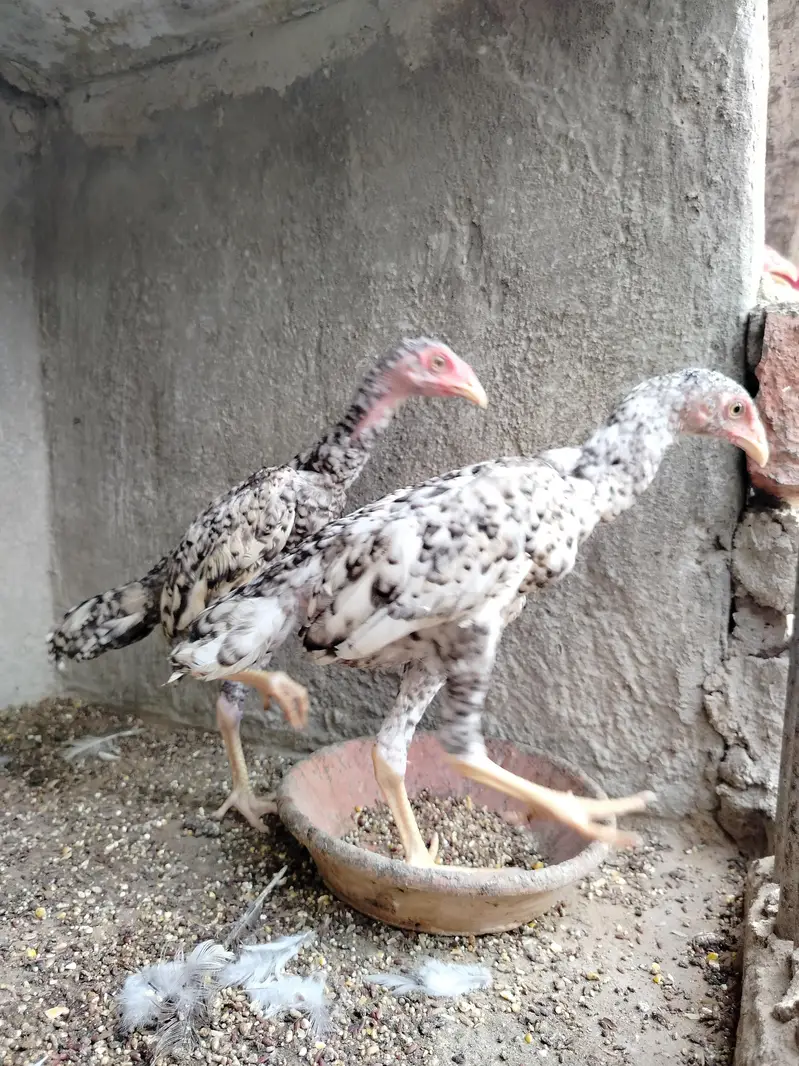 Pure Shamo Pair | Extreme Height & Chibra Color | Pure Breed — photo 9