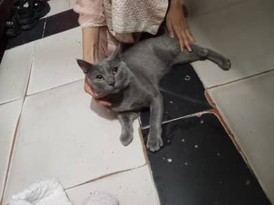 2: pearr. . . cat pershion active ha