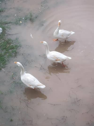 Long Neck Ducks (Hans) Active Healthy Home Breed