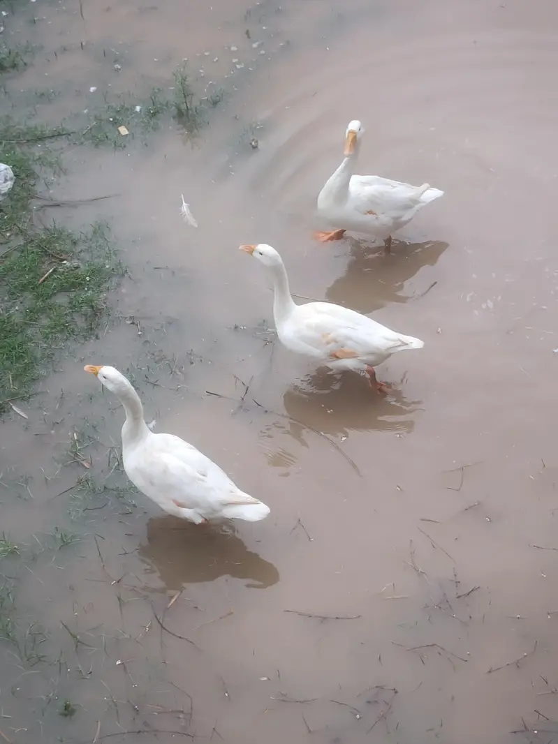 Long Neck Ducks (Hans) Active Healthy Home Breed