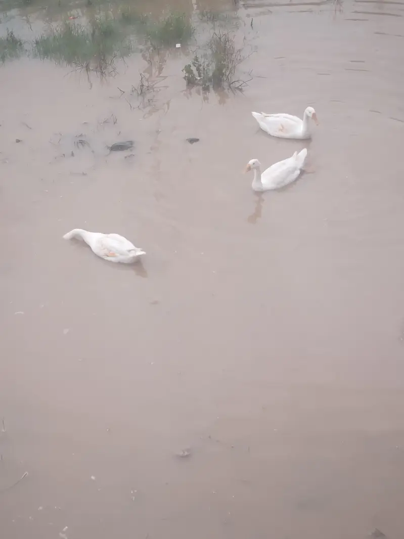Long Neck Ducks (Hans) Active Healthy Home Breed — photo 2