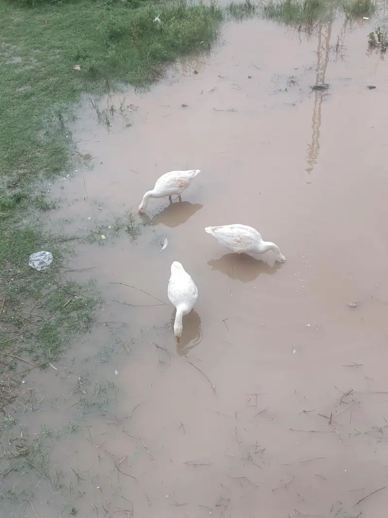 Long Neck Ducks (Hans) Active Healthy Home Breed — photo 3