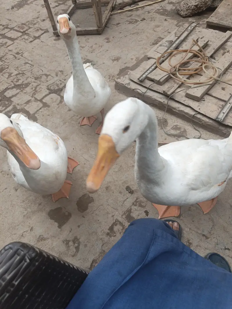 Long Neck Ducks (Hans) Active Healthy Home Breed — photo 4