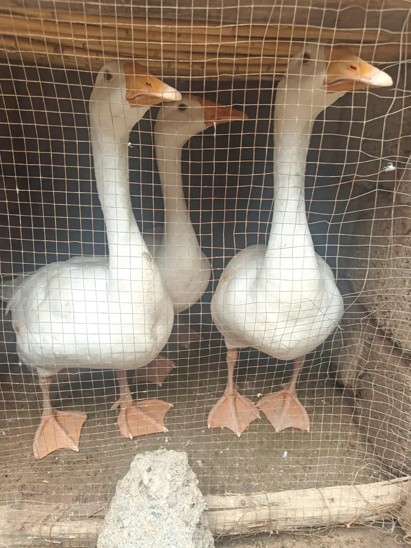 Long Neck Ducks (Hans) Active Healthy Home Breed — photo 5