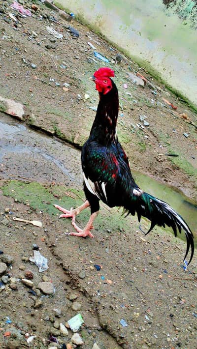 Aseel Amroha Patha