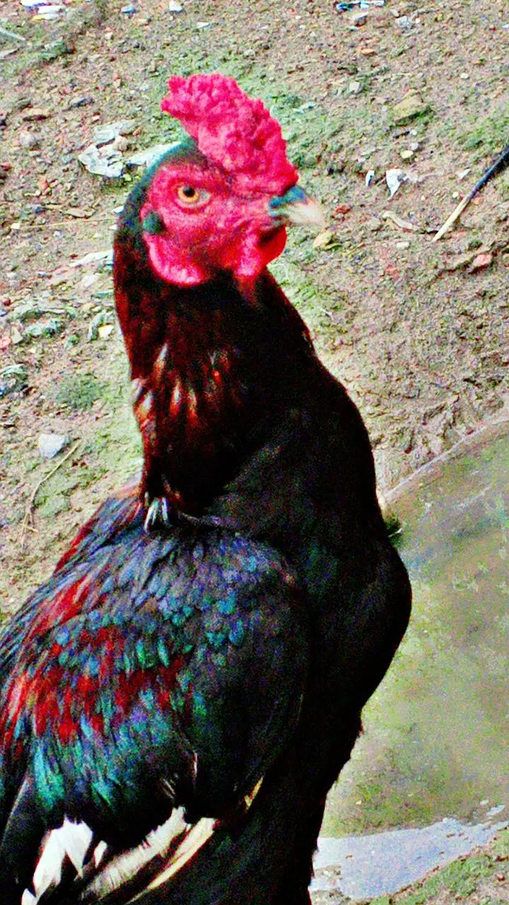 Aseel Amroha Patha — photo 2