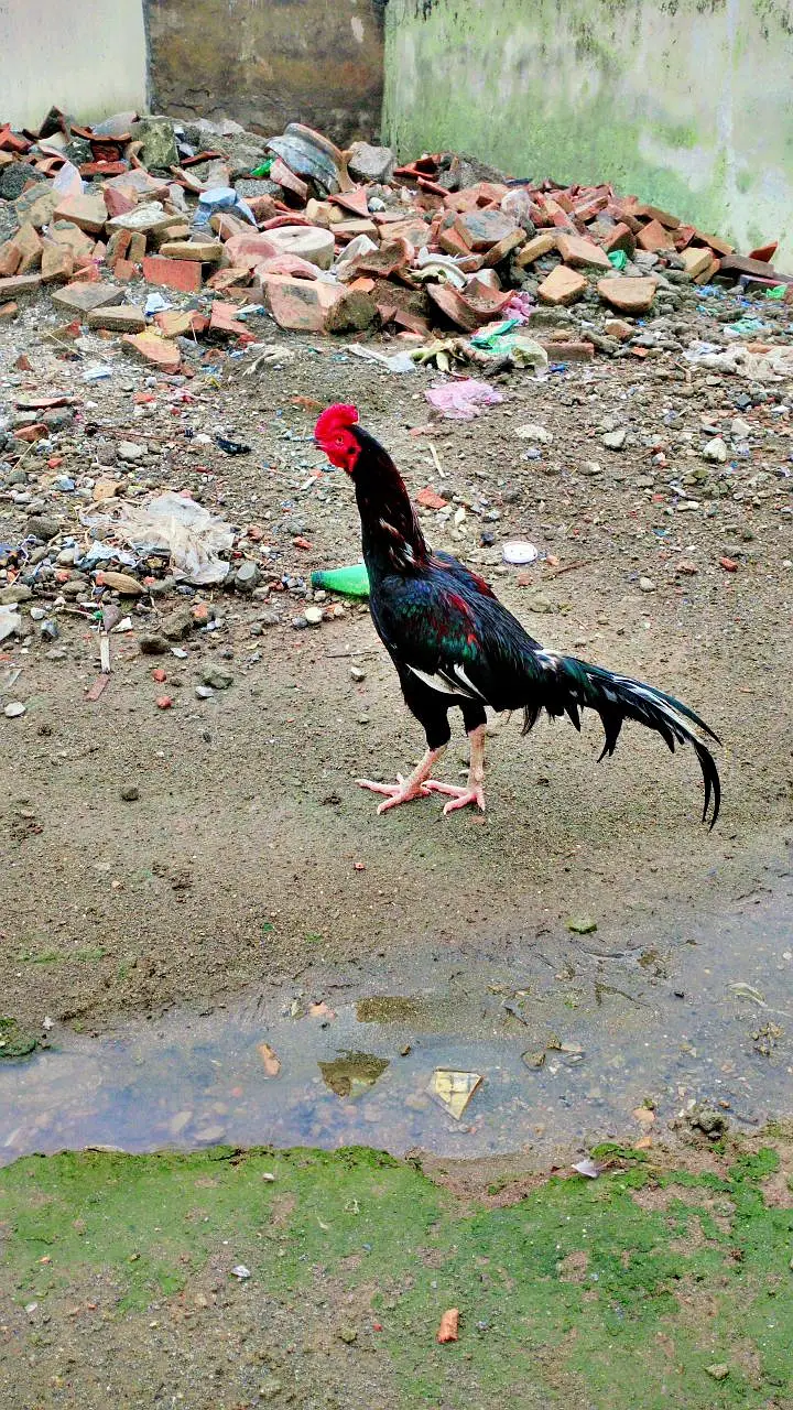 Aseel Amroha Patha — photo 3