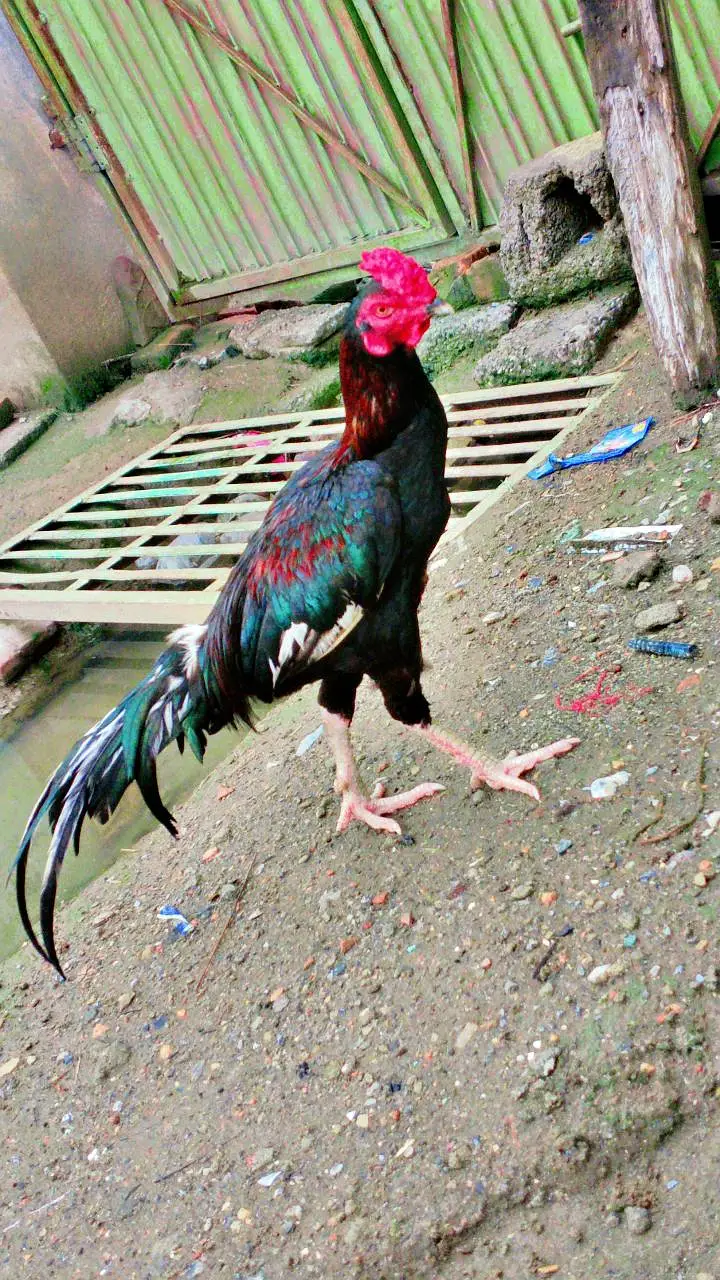 Aseel Amroha Patha — photo 4