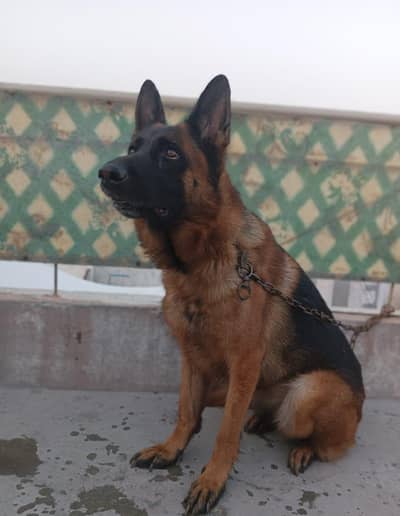 Garman shepherd stock coat