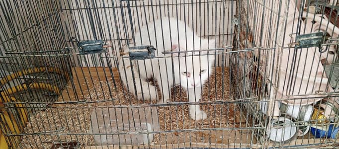 Persian cat