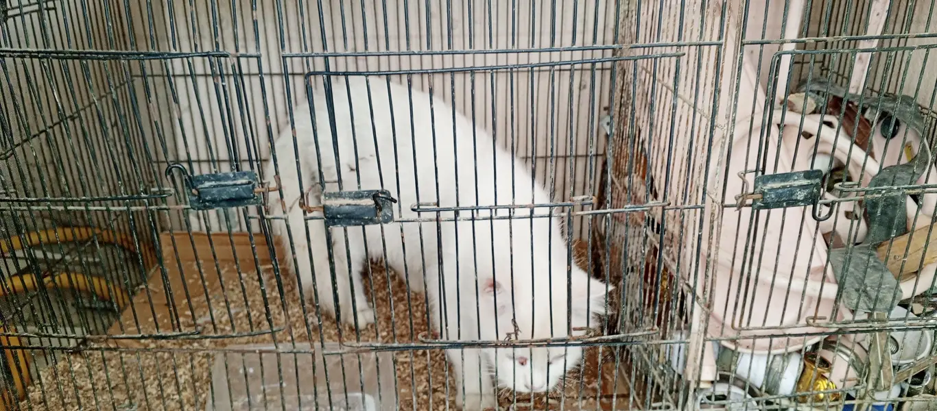 Persian cat — photo 2