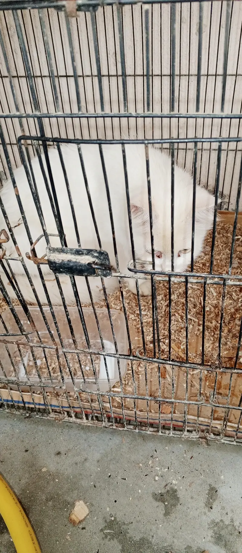 Persian cat — photo 3