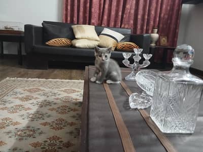 British and persian kittens