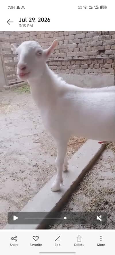 pure gulabi tedda male