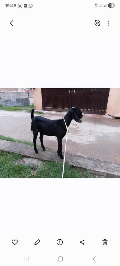 goat full black female 17500 last price offer waly rapta na kry