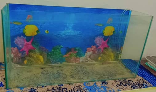 Fish aquarium