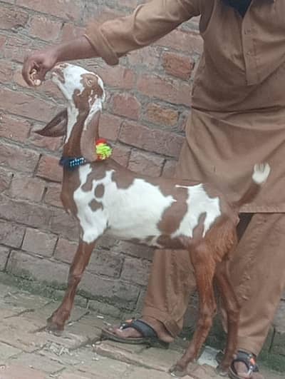 Nagra kheeri female sale