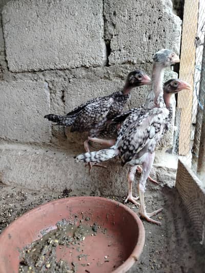 Pure Shamo Young Chicks (4 Months) | Top Quality & Active