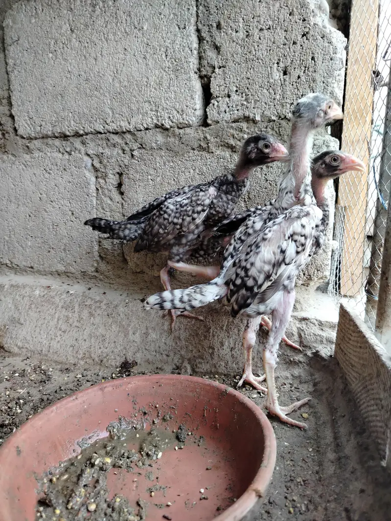 Pure Shamo Young Chicks (4 Months) | Top Quality & Active — photo 3