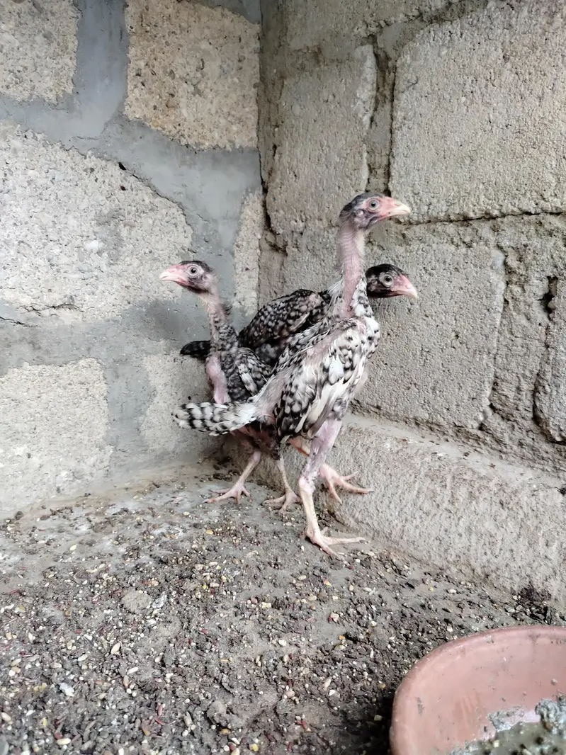 Pure Shamo Young Chicks (4 Months) | Top Quality & Active — photo 2
