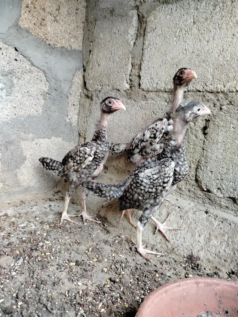 Pure Shamo Young Chicks (4 Months) | Top Quality & Active — photo 4