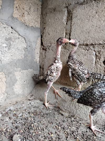 Pure Shamo Young Chicks (4 Months) | Top Quality & Active