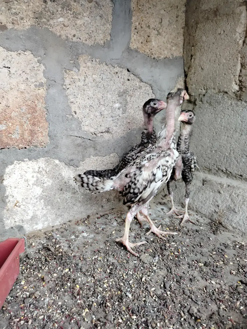 Pure Shamo Young Chicks (4 Months) | Top Quality & Active — photo 5