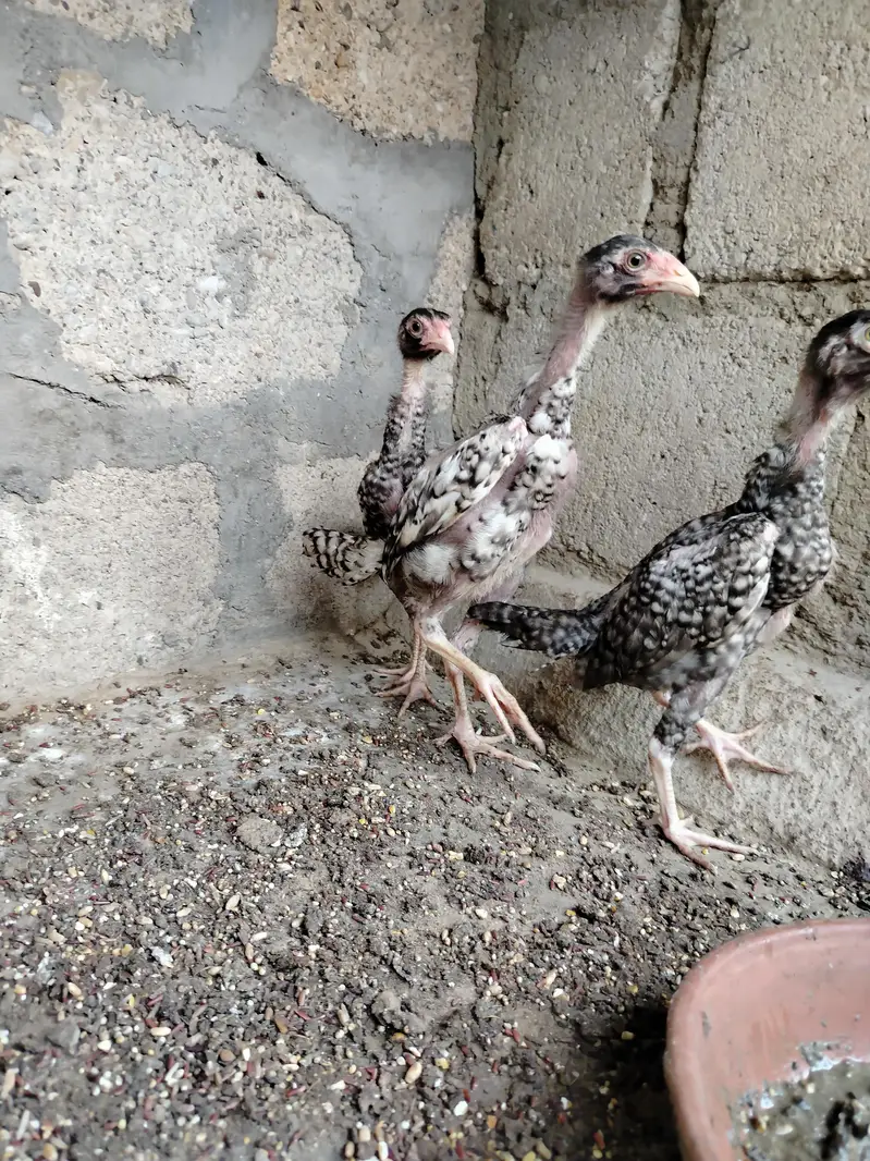 Pure Shamo Young Chicks (4 Months) | Top Quality & Active — photo 6