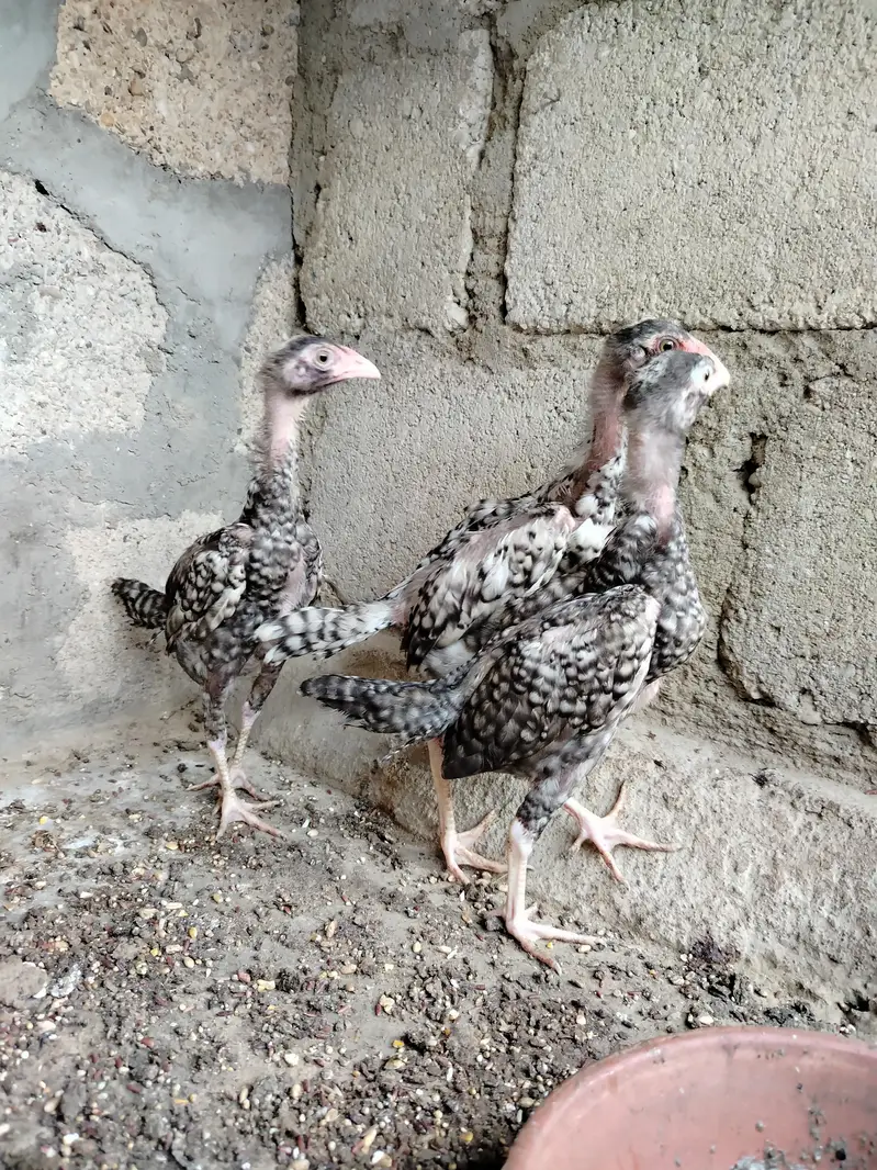 Pure Shamo Young Chicks (4 Months) | Top Quality & Active — photo 7