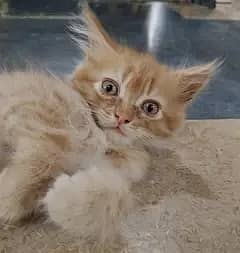 Persian Ginger cat / litter trained / eats solid food 0