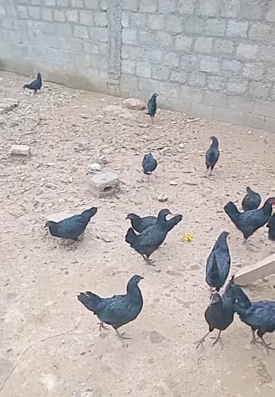 0313 5700905  آسٹرالوپ مرغیاں مرغے فریش فار سیل