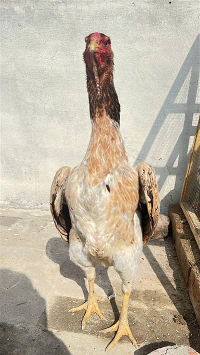 Japanese Shamo Breeder Aseel Murgi Aseel Hen Female 03098573144