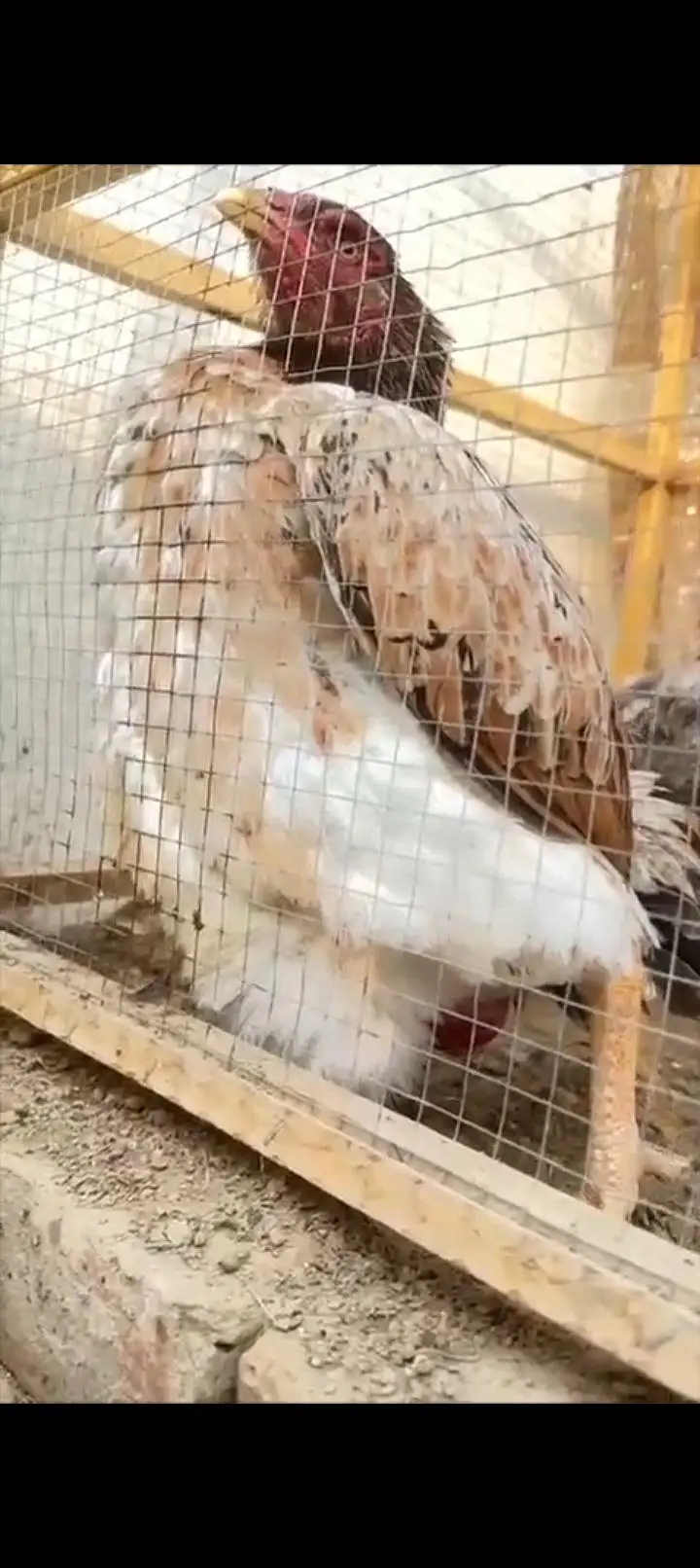Japanese Shamo Breeder Aseel Murgi Aseel Hen Female 03098573144 — photo 7