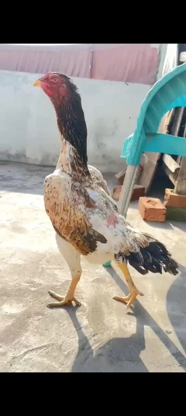 Japanese Shamo Breeder Aseel Murgi Aseel Hen Female 03098573144 — photo 9