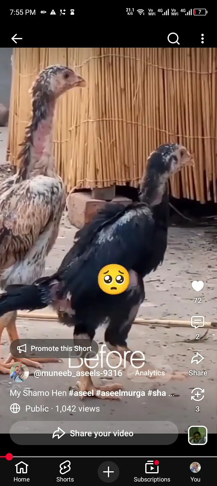 Japanese Shamo Breeder Aseel Murgi Aseel Hen Female 03098573144 — photo 11