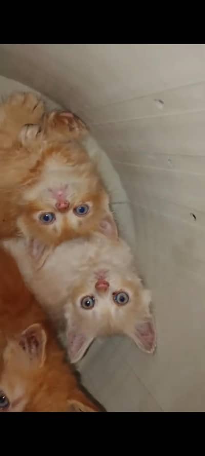 pershon cats pair v play full and little traind odd eyes