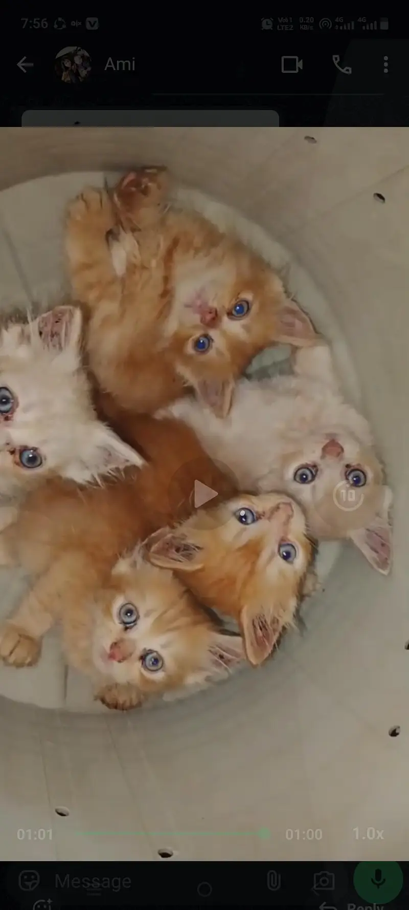pershon cats pair v play full and little traind odd eyes — photo 2