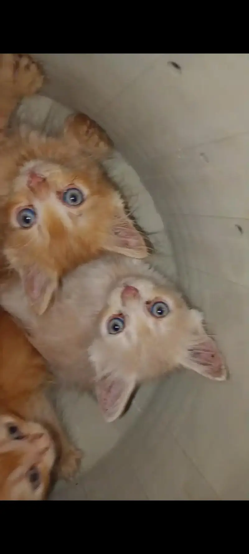 pershon cats pair v play full and little traind odd eyes — photo 3