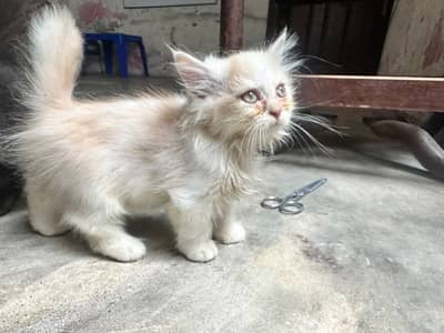 Persian cat 2 months age
