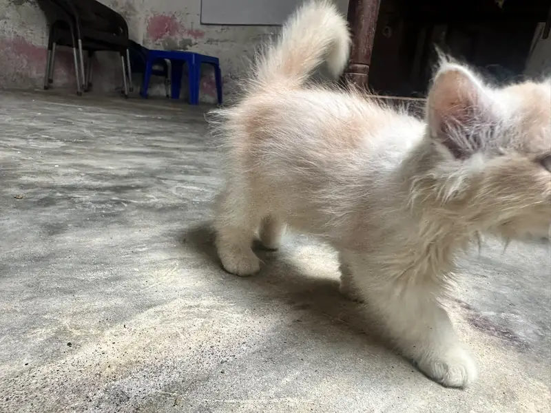 Persian cat 2 months age — photo 2