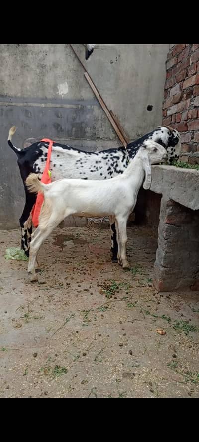 goat with male bacha