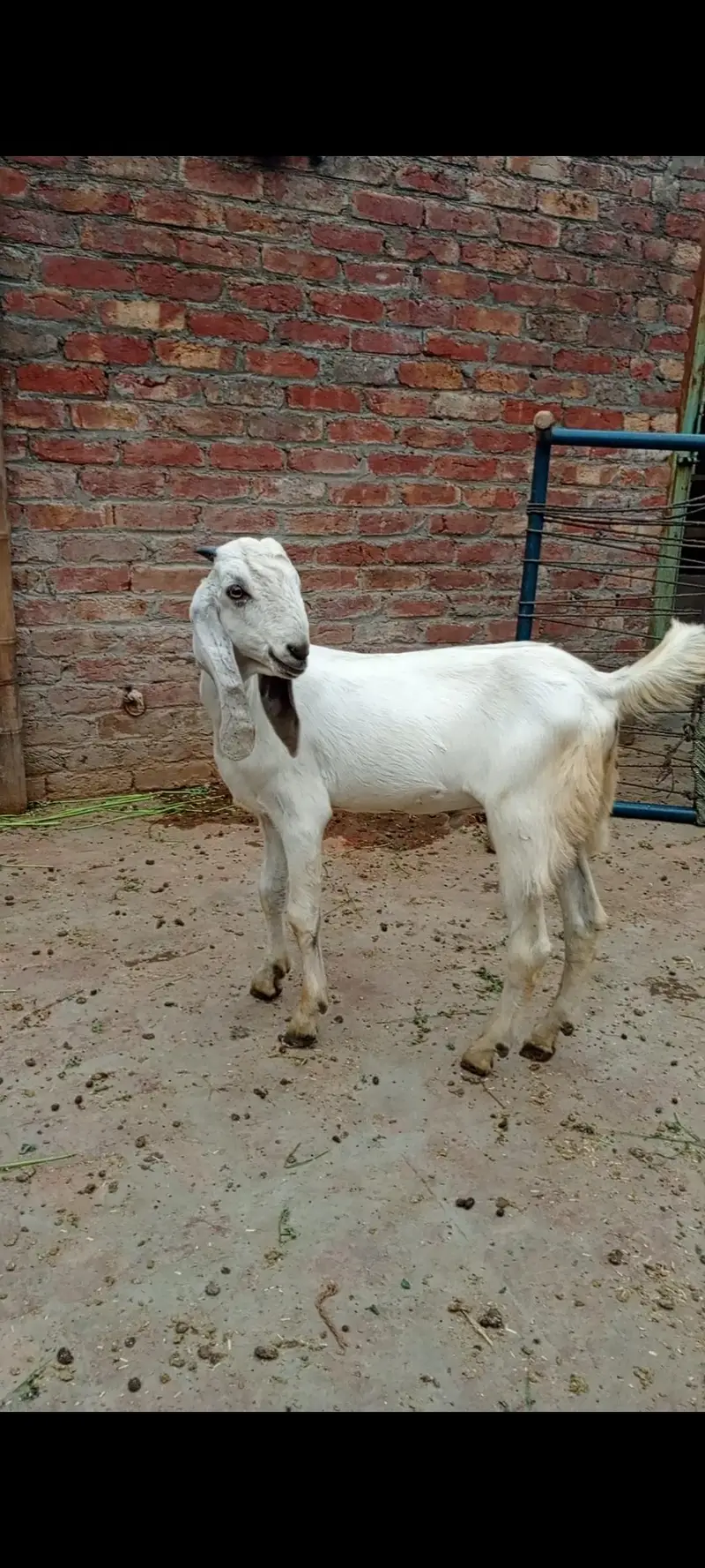 goat with male bacha — photo 2