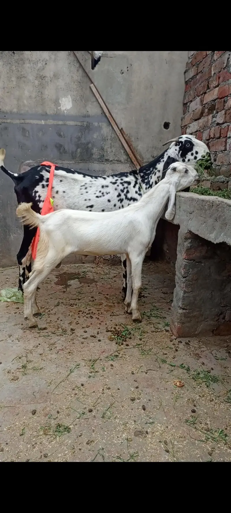 goat with male bacha — photo 3