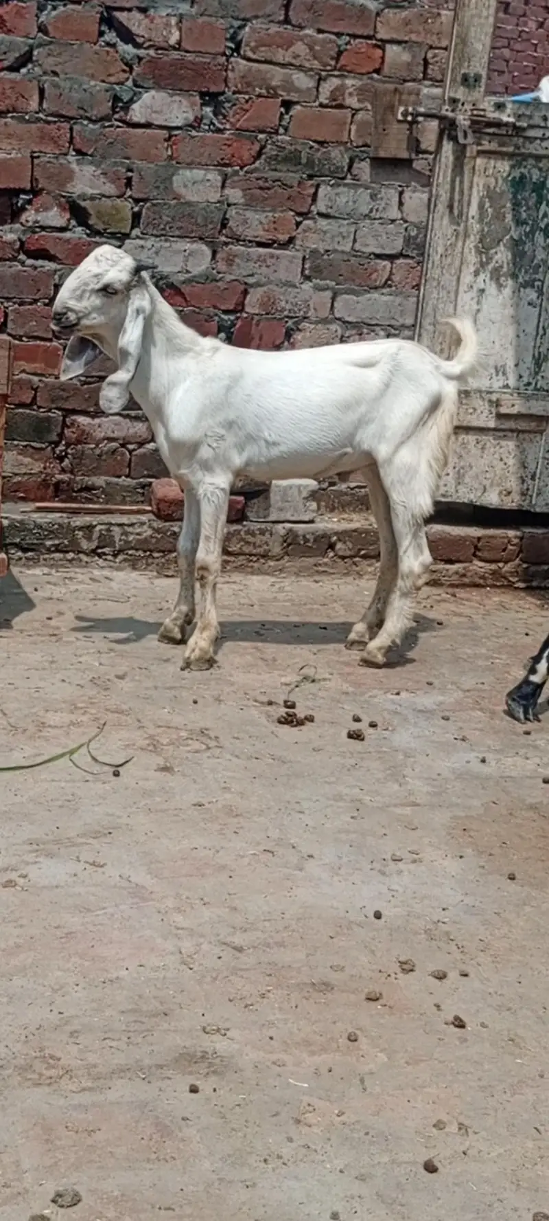 goat with male bacha — photo 4