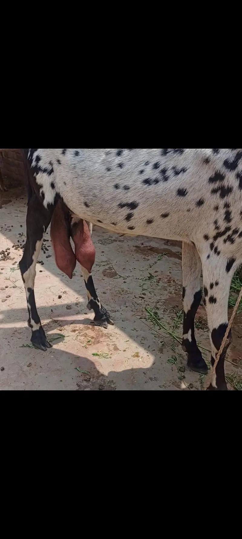 goat with male bacha — photo 5