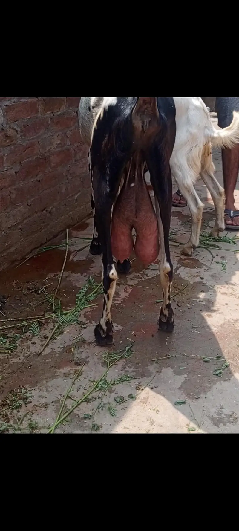 goat with male bacha — photo 6