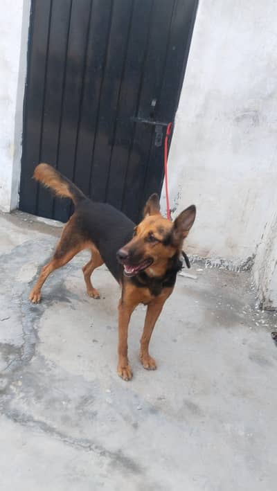 German shepherd female for sale