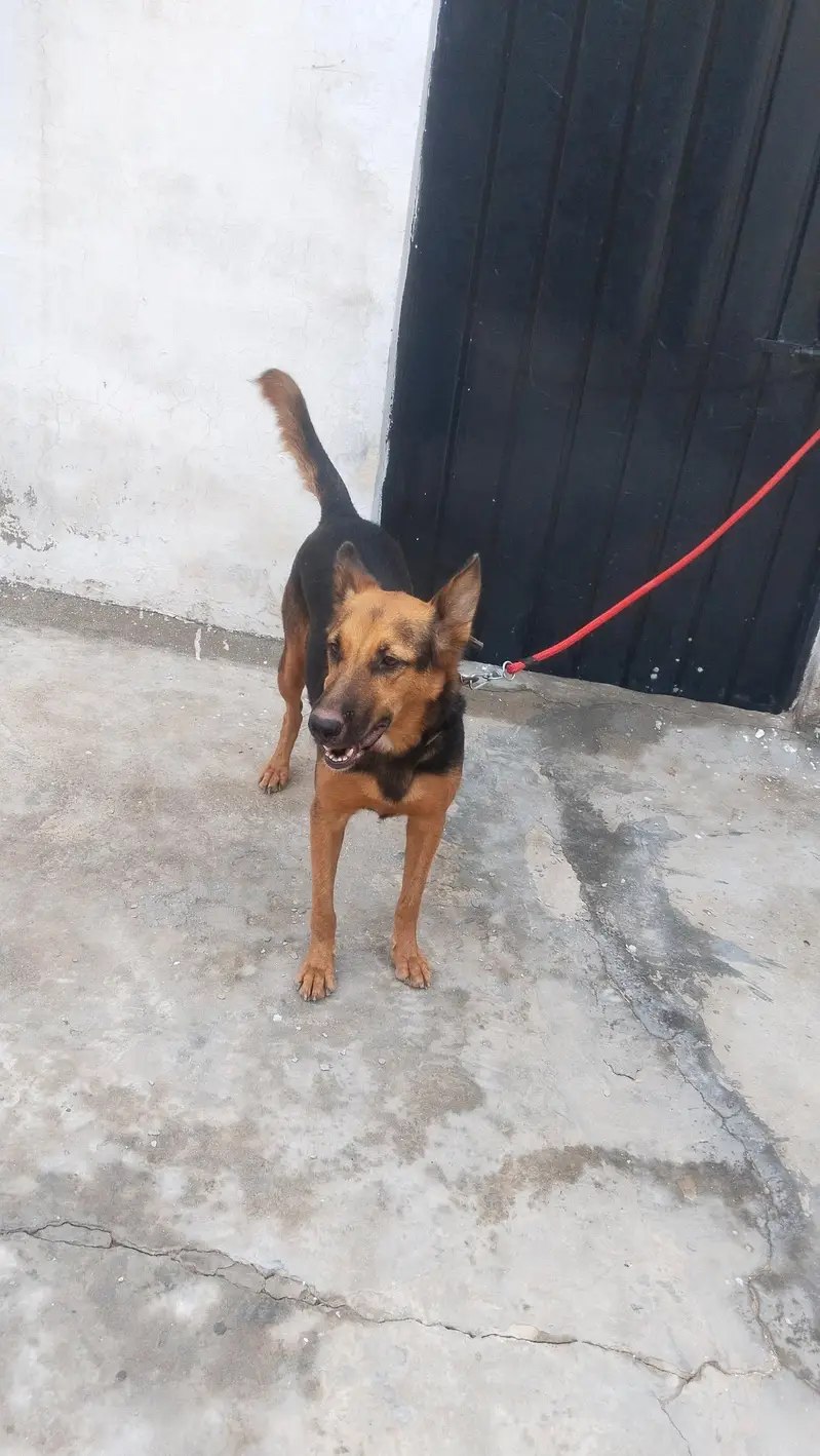 German shepherd female for sale — photo 2